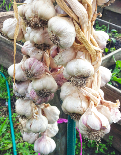 garlic