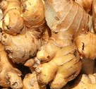 Ginger (Zingiber officinale)