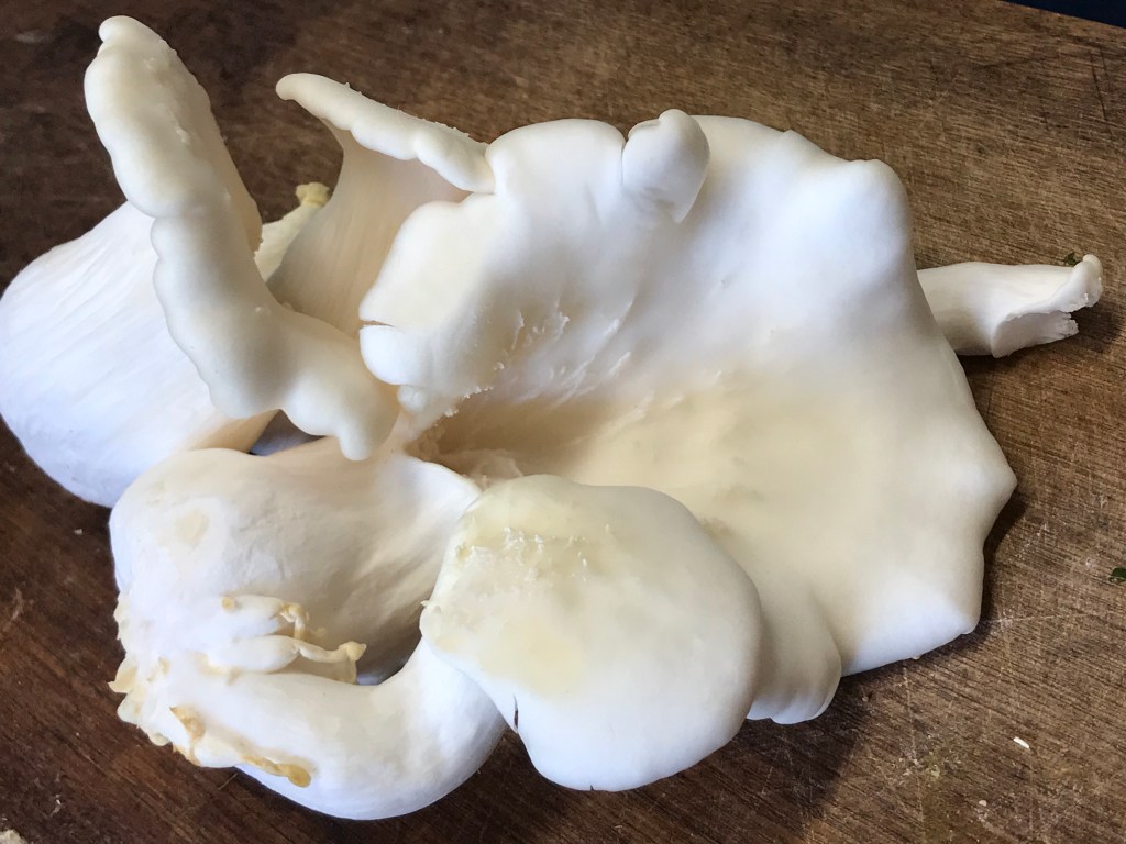 white oyster mushrooms