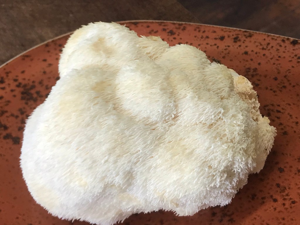 Lions Main Mushroom Hericium erinaceus